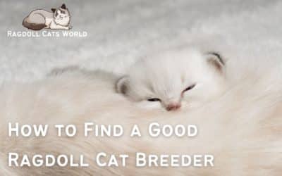 How to Find a Good Ragdoll Cat Breeder