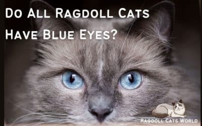 Do All Ragdoll Cats Have Blue Eyes?