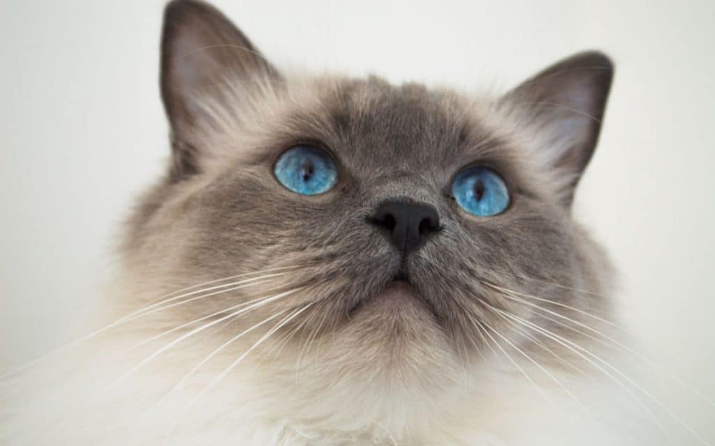 What Do Ragdoll Cats Look Like Pictures Information And Tips What Do Ragdoll Cats Look Like Pictures Information And Tips
