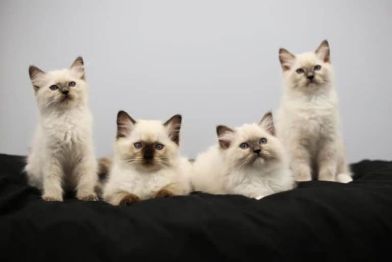 kitten1a 800x534 1 768x513