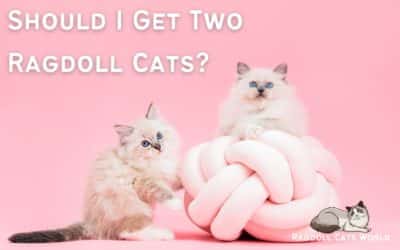 Should I Get Two Ragdoll Cats?