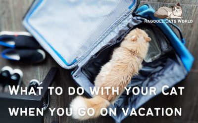 What Do With your Ragdoll Cat When You Go on Vacation?