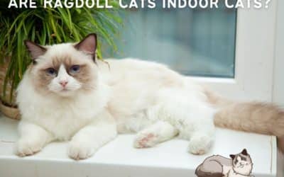 Are Ragdoll Cats indoor cats?