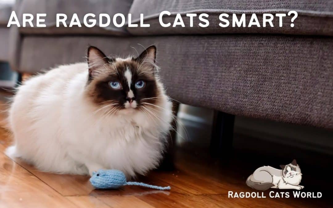 Are Ragdoll Cats Smart?