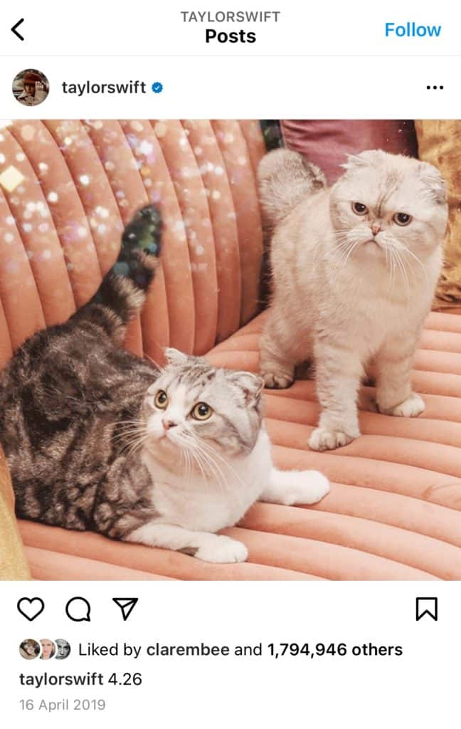 Everything You Need To Know About Taylor Swift s Cat Benjamin Button