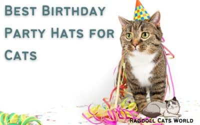 Best Cat Birthday Hats