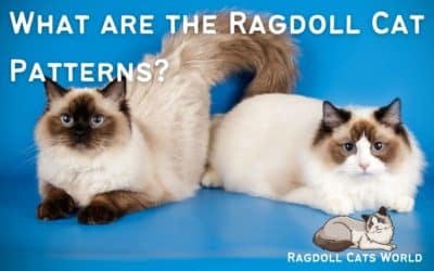 What are the Ragdoll Cat Patterns?