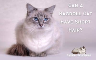 Is it possible to get a short hair Ragdoll Cat?