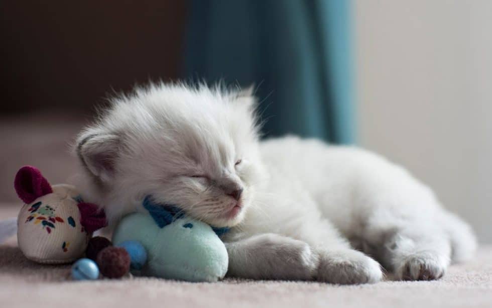 16 Bad Things About Ragdolls You Didn't Know