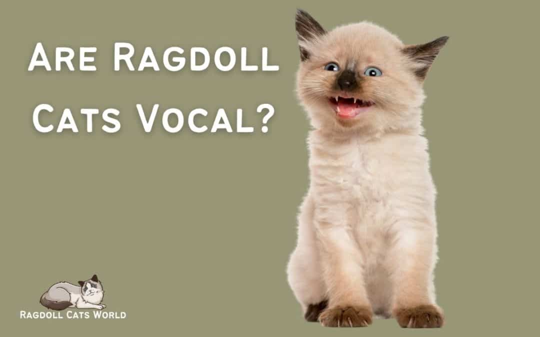 Are Ragdoll Cats Vocal?