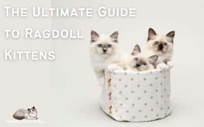 Everything you Need to know about Ragdoll Kittens