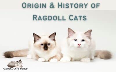 History and Origin of Ragdoll Cats