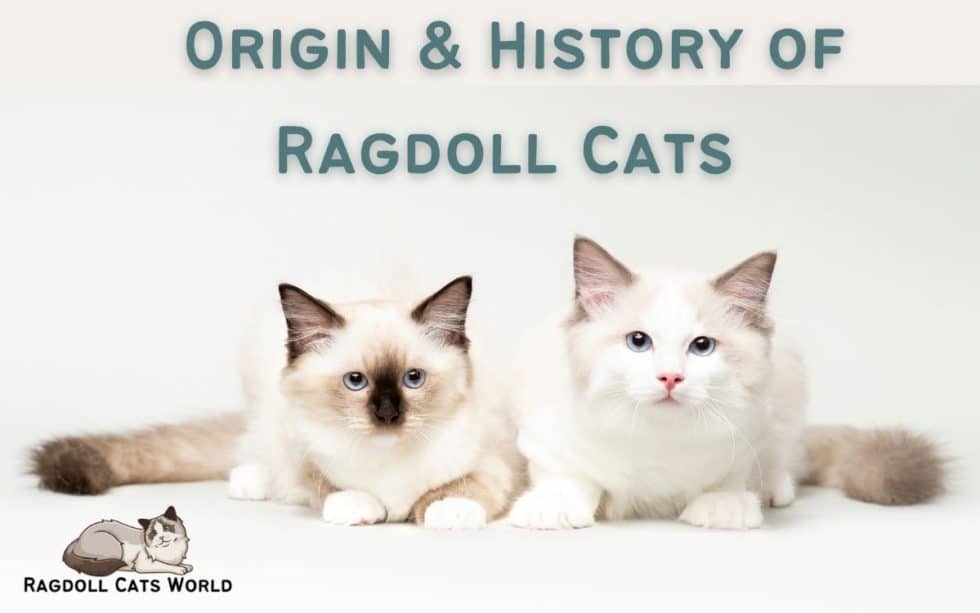 The Origin of Ragdoll Cats: A Comprehensive History