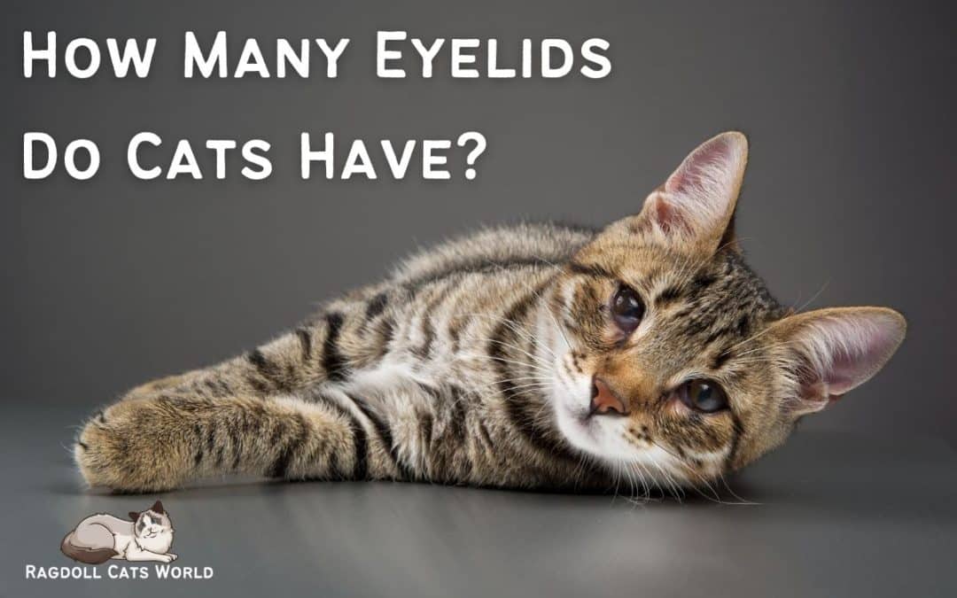 How Many Eyelids do Cats Have?