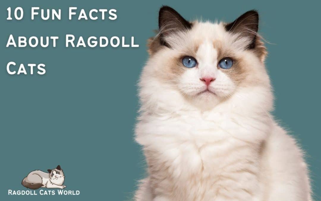 Fun Facts About Ragdoll Cats