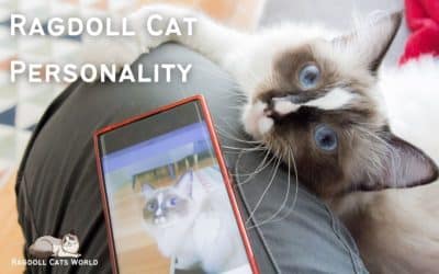 Ragdoll Cat Personality