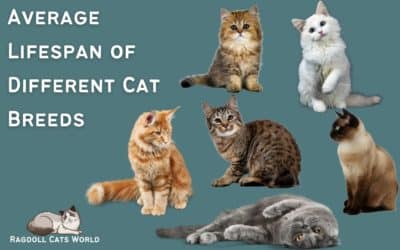 Average Lifespan of Different Cat Breeds