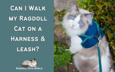 How to Train Your Ragdoll Cat to Walk on a Leash