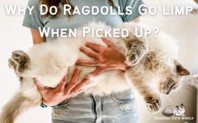 Why do Ragdoll Cats go limp?