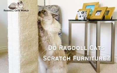 Do Ragdoll Cats Scratch Furniture?
