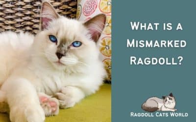 What is a Mismarked Ragdoll Cat?