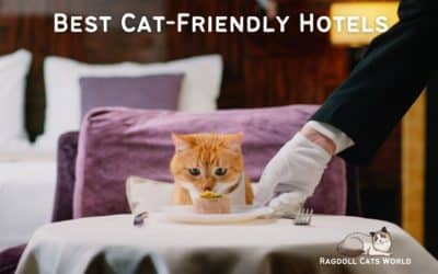 Best Cat Friendly Hotels