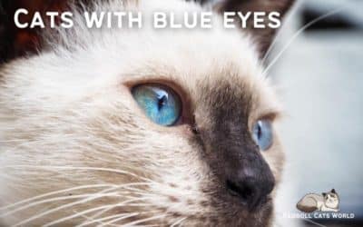 Blue-eyed Cats: A Comprehensive Guide to Cats with Blue Eyes