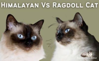 Ragdoll and Himalayan Cats – Differences And Similarities