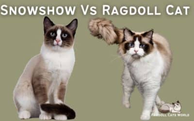 Ragdoll Vs Snowshoe Cat: Similarities and Differences