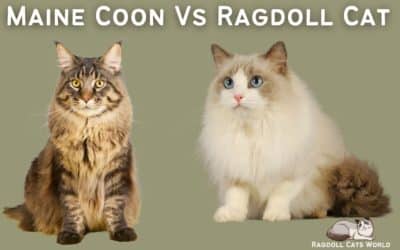 Ragdoll Cat Vs Maine Coon Cat – Differences And Similarities