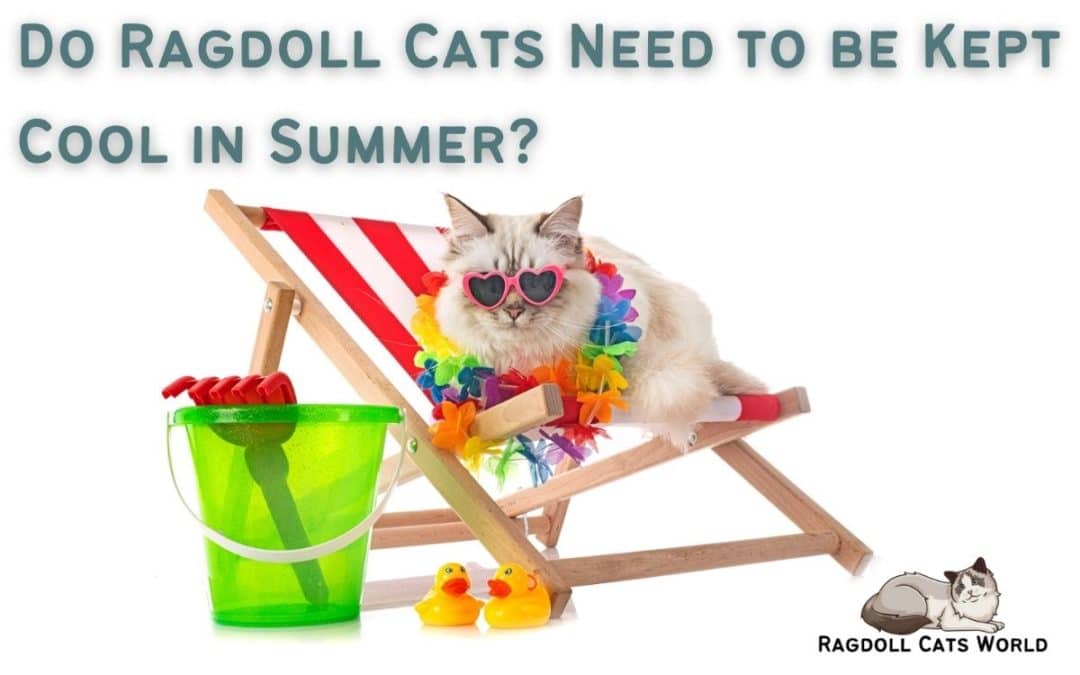Do Ragdoll Cats Need to be Kept Cool in Summer?