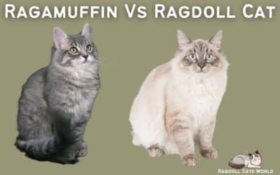 Ragamuffin vs Ragdoll – Differences And Similarities