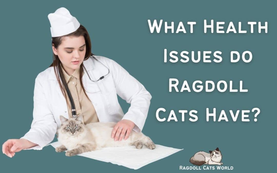 What health issues do Ragdoll Cats have?
