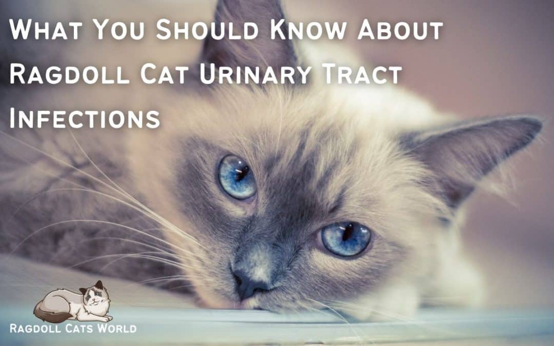 Ragdoll Cat Urinary Tract Infection (UTI): What To Know