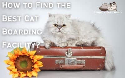 How To Find The Best Cat Boarding Facility