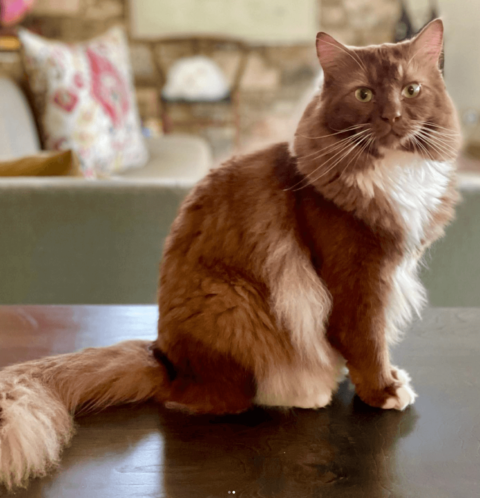 Cinnamon Ragdoll Cats: The Facts