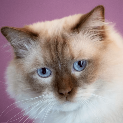 Cinnamon Ragdoll Cats: The Facts