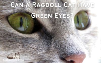 Can Ragdoll Cats have Green Eyes?