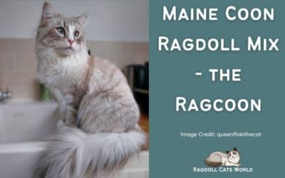 Maine Coon Ragdoll Mix – The Ragcoon