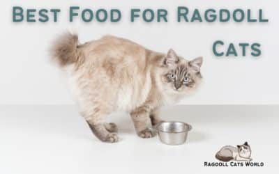 Best Food for Ragdoll Cats