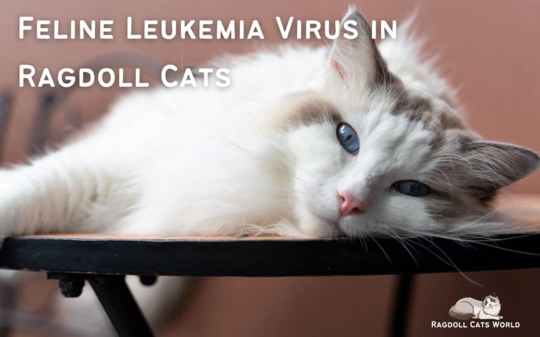 Feline Leukemia Virus In Ragdoll Cats: What You Need To Know
