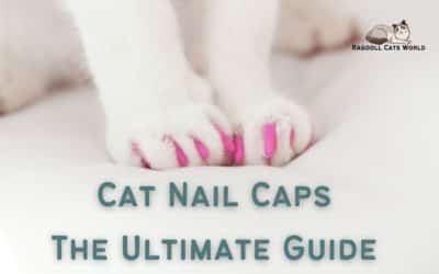 Cat Nail Caps – Everything you need to know