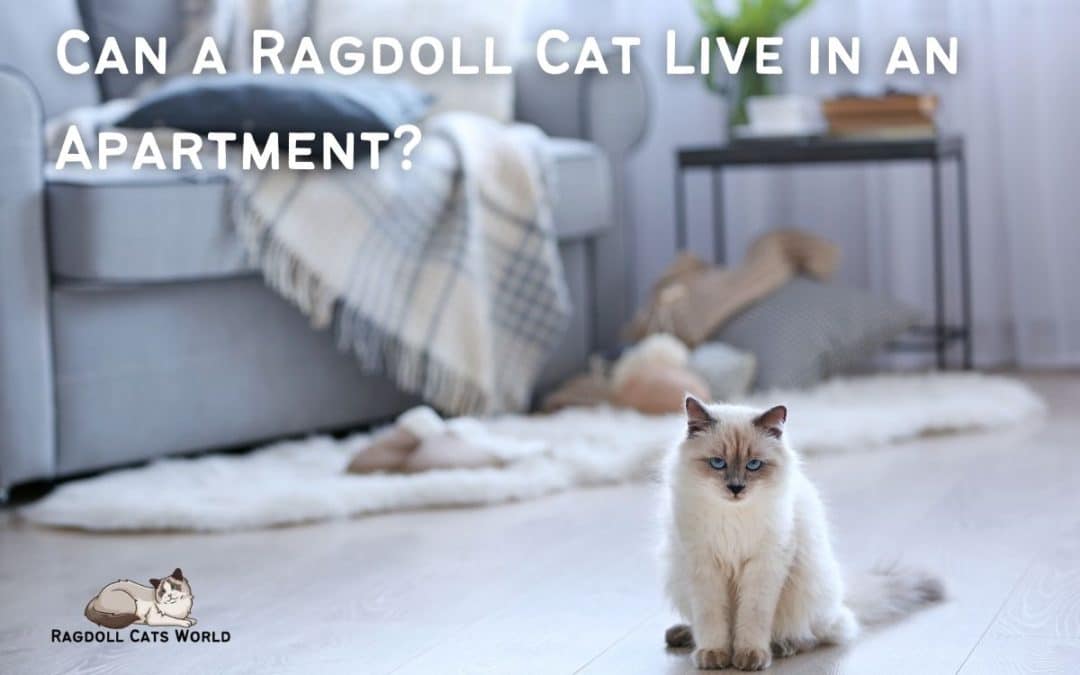 Can a Ragdoll Cat Live in an Apartment?