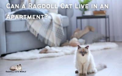 Can a Ragdoll Cat Live in an Apartment?
