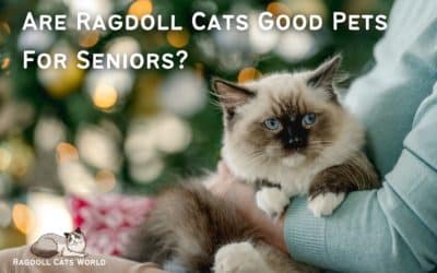 Are Ragdoll Cats Good Pets for Seniors?