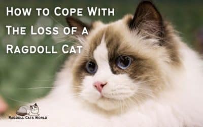 How to Cope With The Loss of a Ragdoll Cat