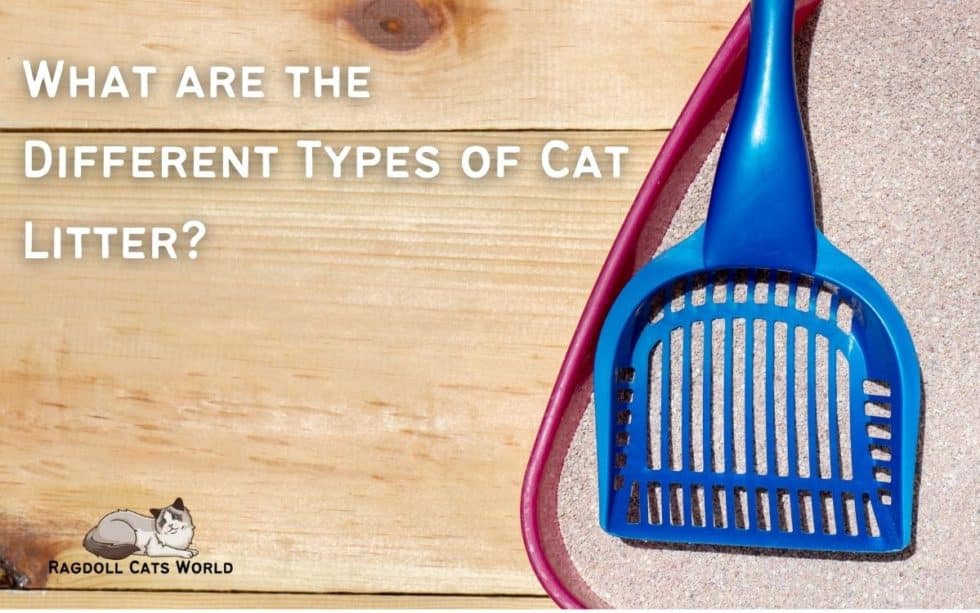 What are the different types of cat litter? Ragdoll Cats World