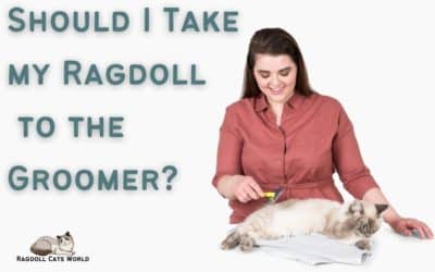 Should You Take Your Ragdoll Cat to a Groomer?