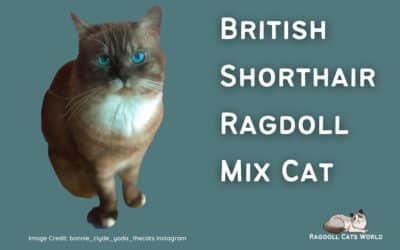 Ragdoll British Shorthair Mix Cat