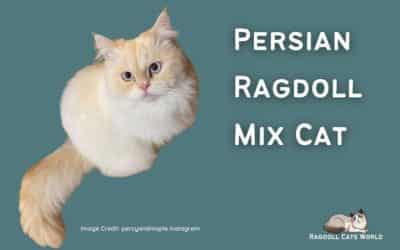 Persian Ragdoll Mix